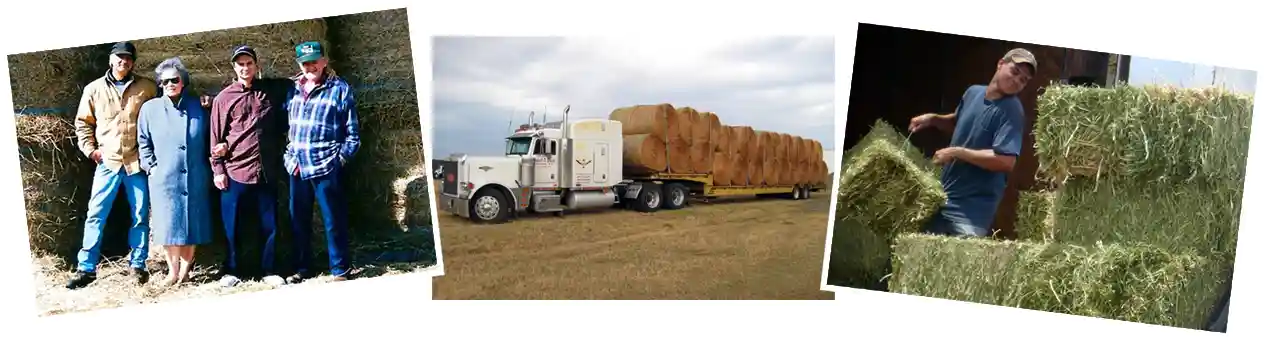 Hay and feed collage
